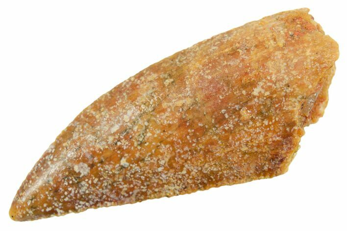 Raptor Tooth - Real Dinosaur Tooth #364866